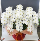 豪華胡蝶蘭１０本立（白） １０万円コース